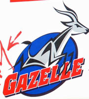 gazelle Scheuchzer - gazelle